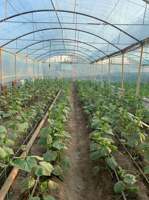 Продаётся бизнес. Теплица