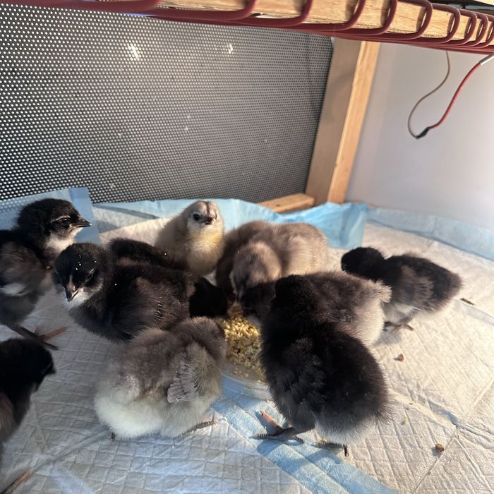 Амераукана цыплята