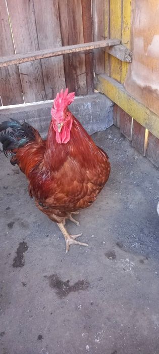 Продам крупный петух