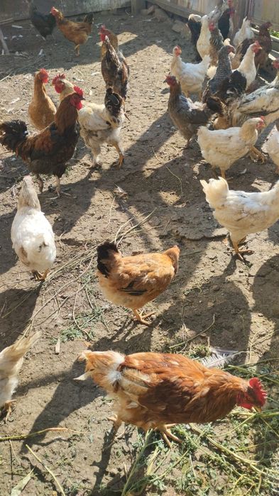 Продам домашних кур