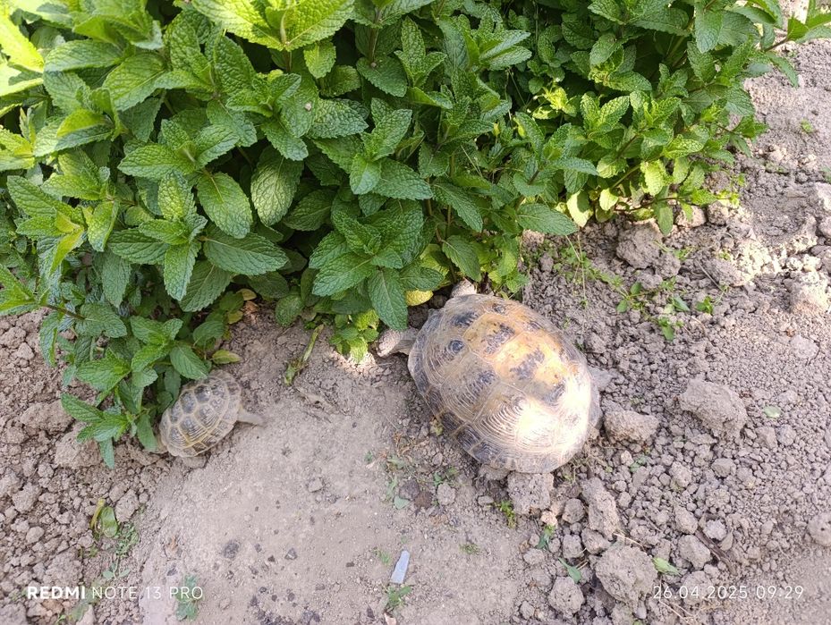 Черепаха гигант.