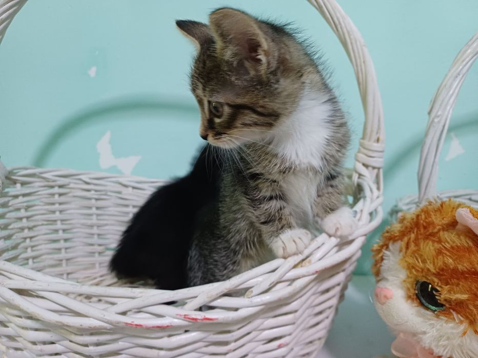 Маленькие котята - счастье в дом