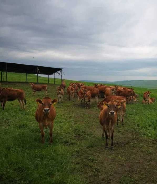 Fermă de Reproducție rasa JERSEY vinde juninci gestante