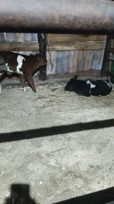 Продам телят 10 дневные Ангус сементал торг