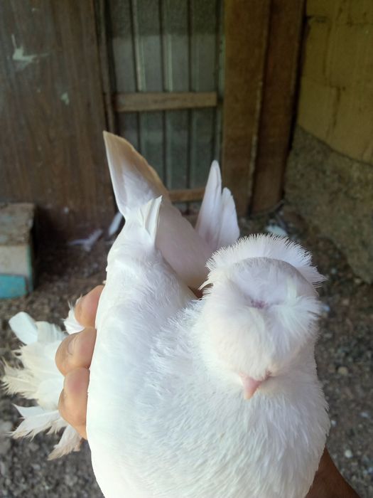 Продаётся пара белых двухчубые, валерные