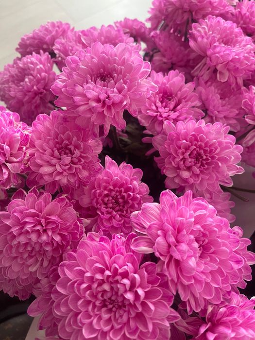 Цветы красивые, шикарные