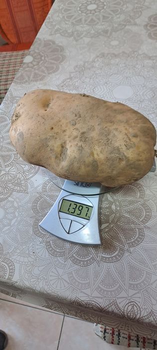 Ultra, Carrera, Argana, Bellarosa