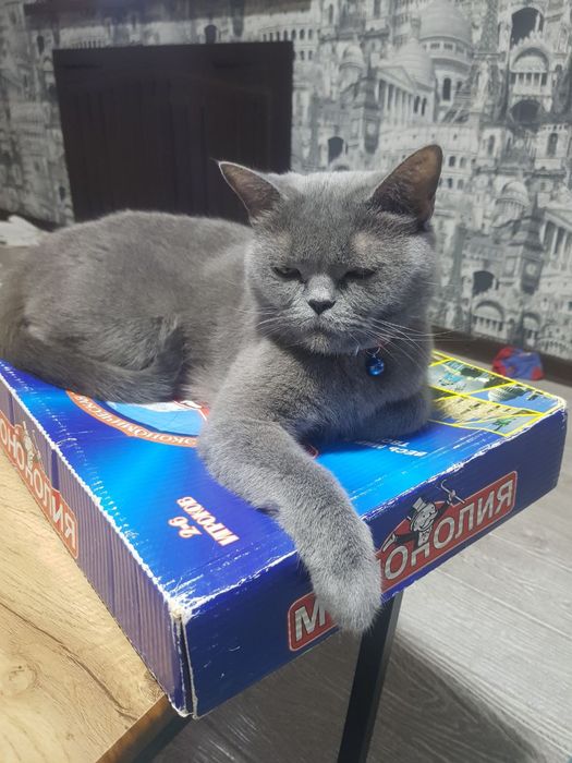 Котята скоттиш фолд/страйт