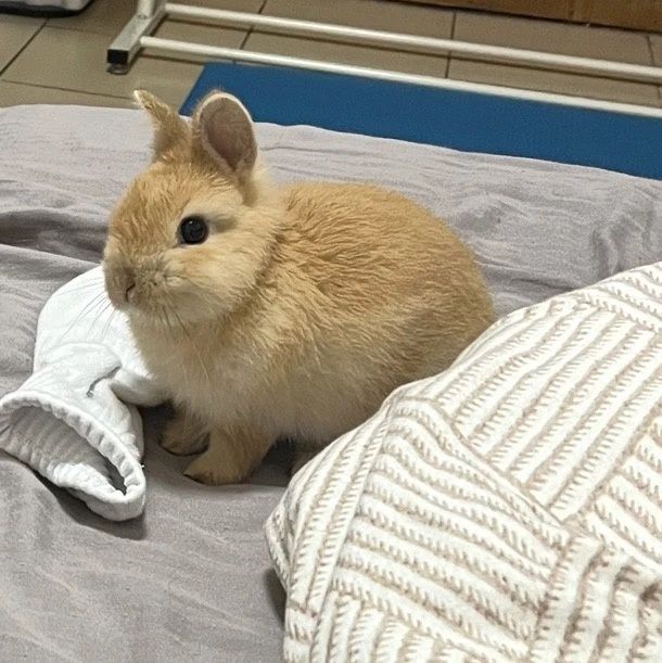 Statusingizga mos Premium Quyon — Qizil Satin Olmaxon!