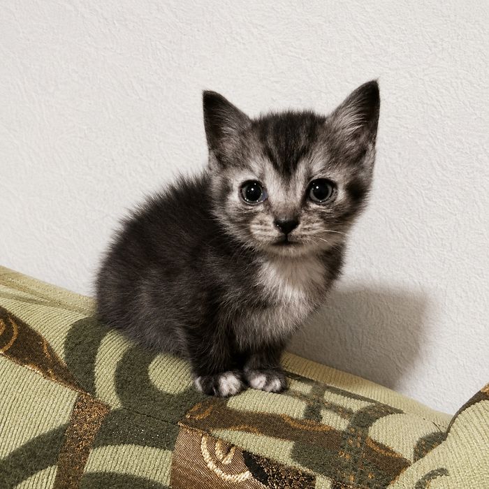 Котята ищут  семью