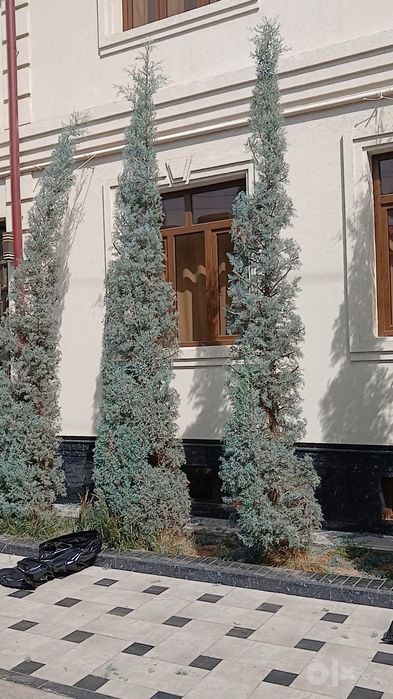 Archa kesish xizmati