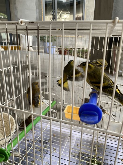 Канарейка чиж репел зеленушка