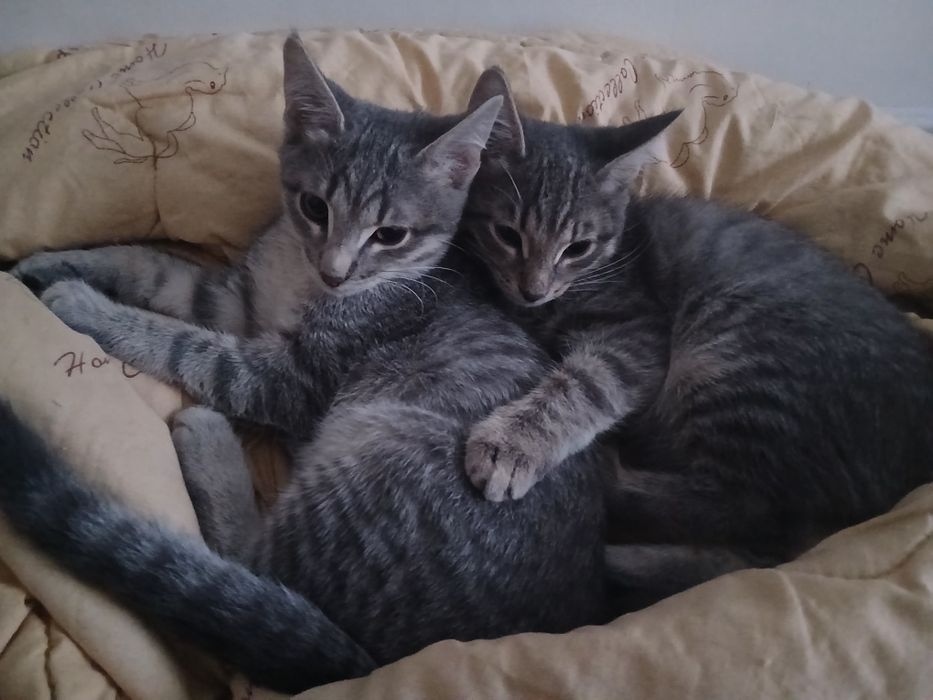 Котята и кошка в добрые руки