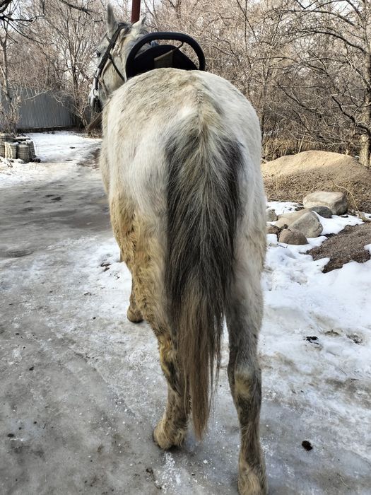 Пішпе ат сатылады
