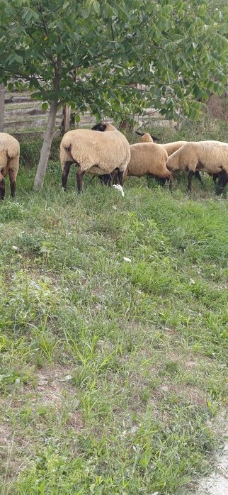 Oi suffolk de vanzare