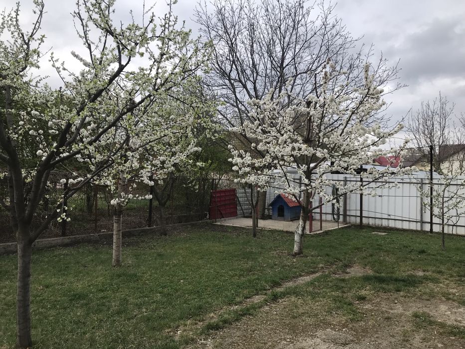 Clădire, teren, afacere