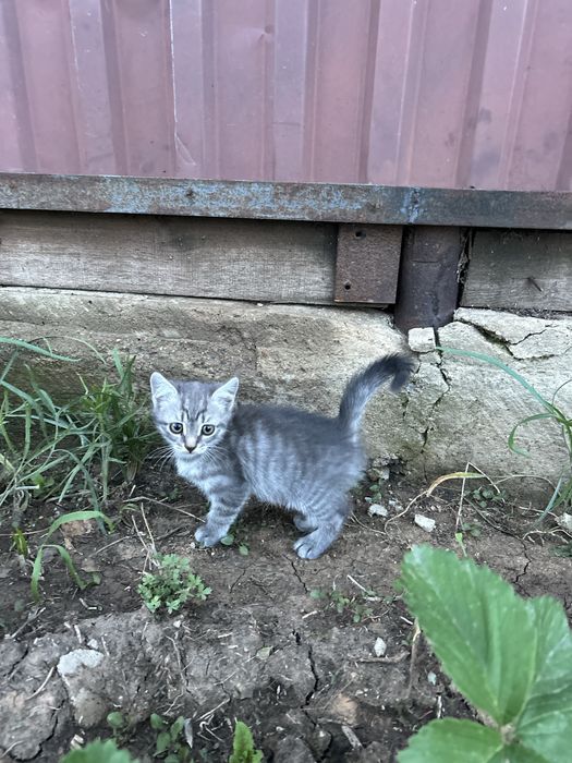 Отдам даром котят