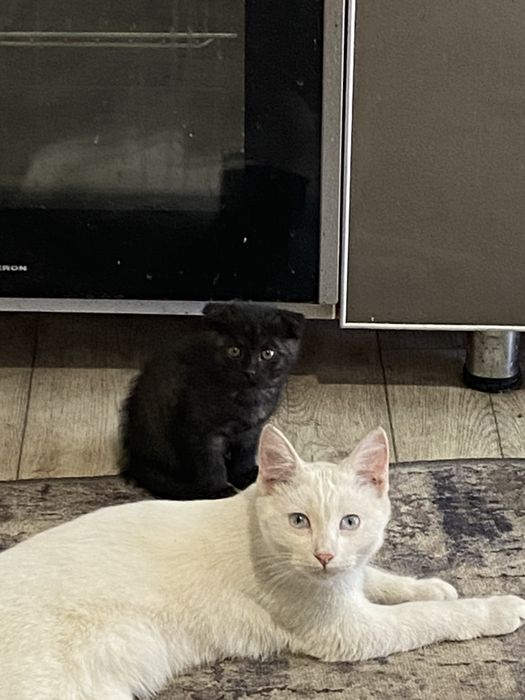 Котята лапочки.