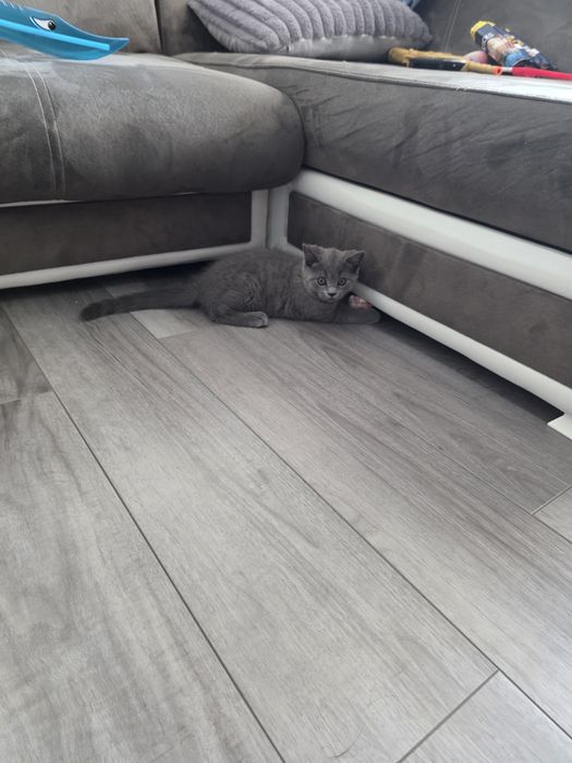Британски котенца
