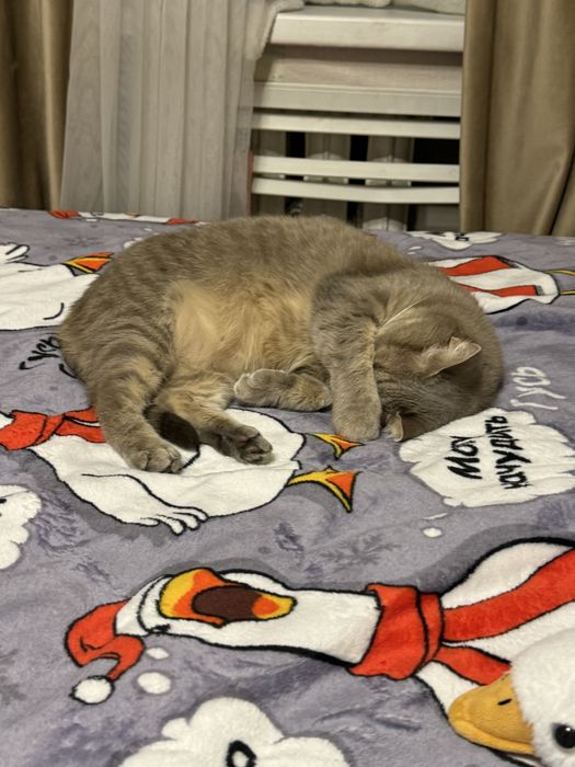 Передержка кошечек