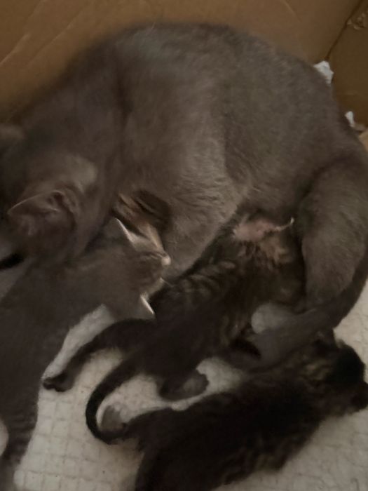 Котята отдам бесплатно