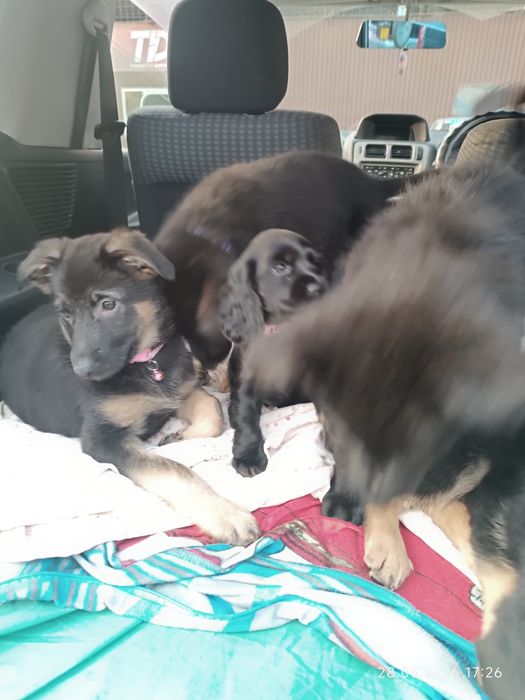 Немецкая овчарка щенки