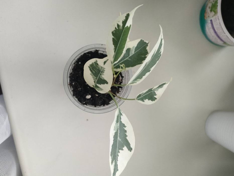 Продам цветы разные