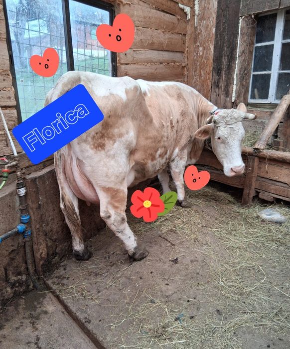 Vaca de vânzare fătata de 6 zile