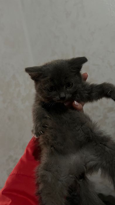Котята бесплатно