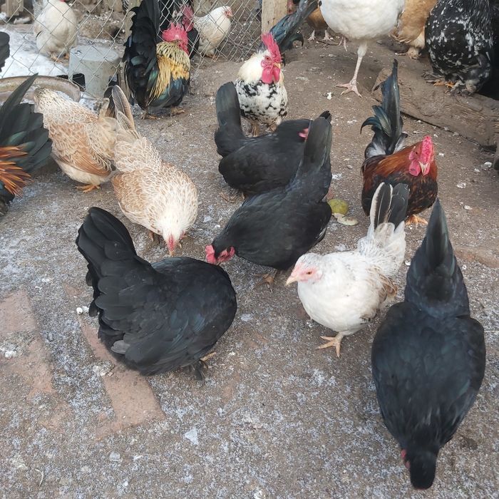 Găinușe și cocoșei pitici