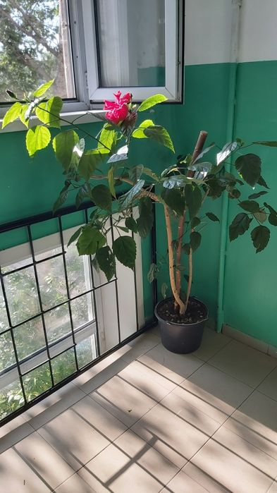 Роза цветок комнатный