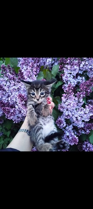 2 котенка ищут себе хозяина