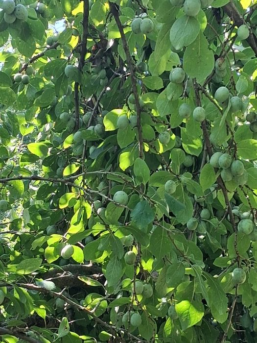 Prune de vanzare sau la schimb pe cerale