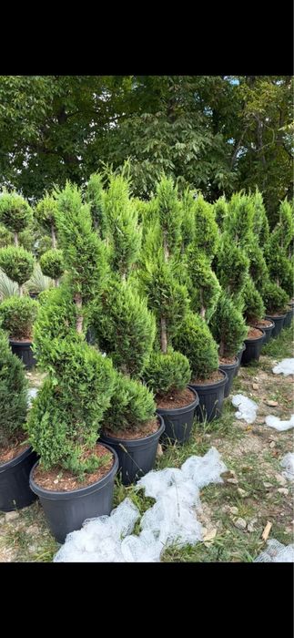 Leylandy chiparosi pentru garduri vii venim întanpinarea clietilor cu o gama larga de plante si copaci decorativi