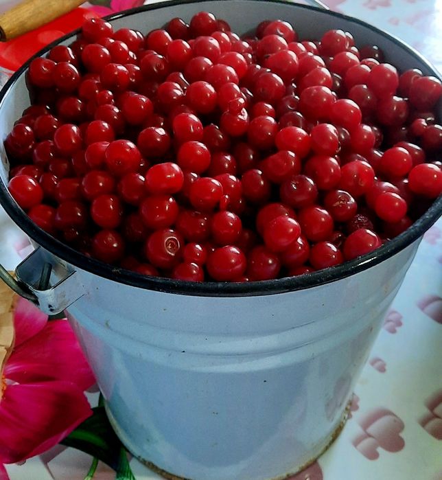 Вишня(шие) свежий