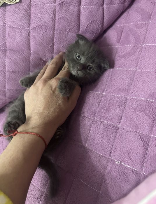 Британские котята