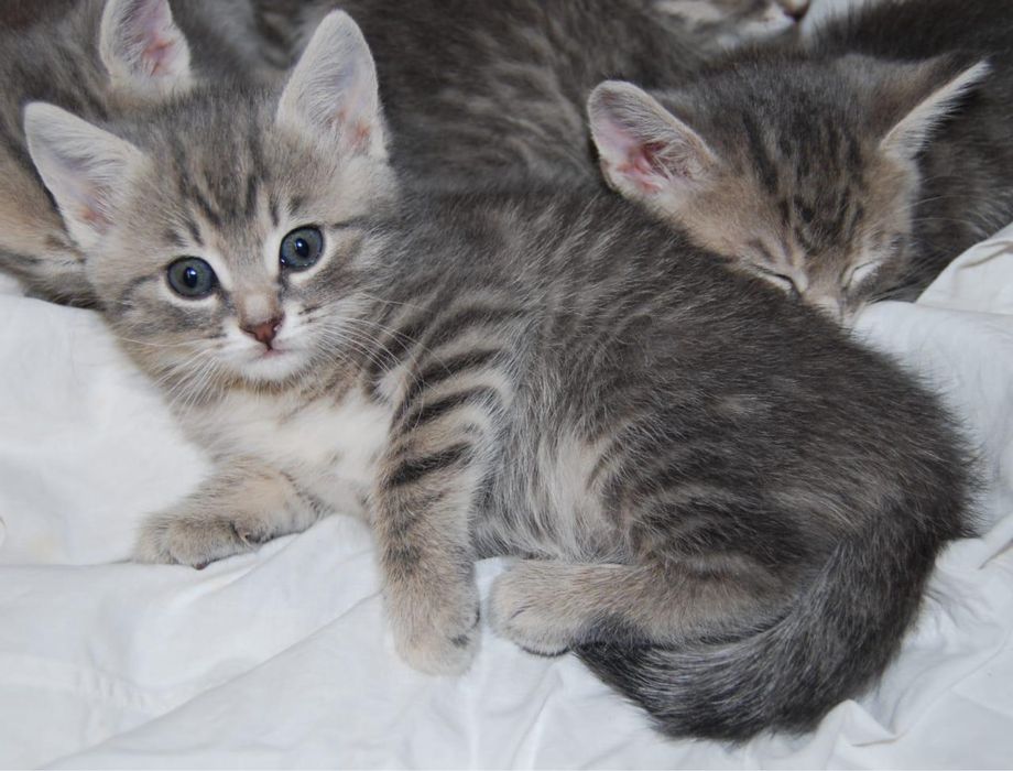 В Продажее Котята