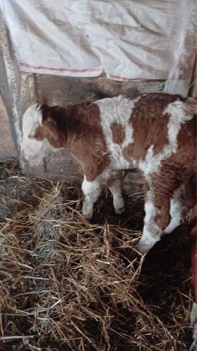 Vand vitea Baltata Romaneasca