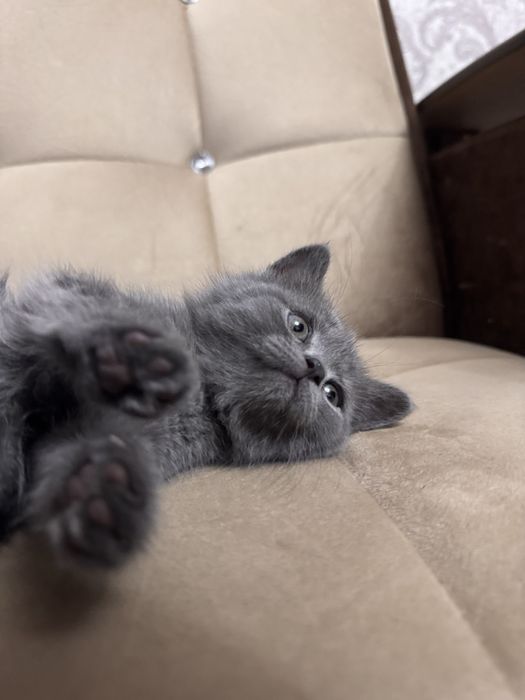 Скоттиш страйт девочка срочно продается