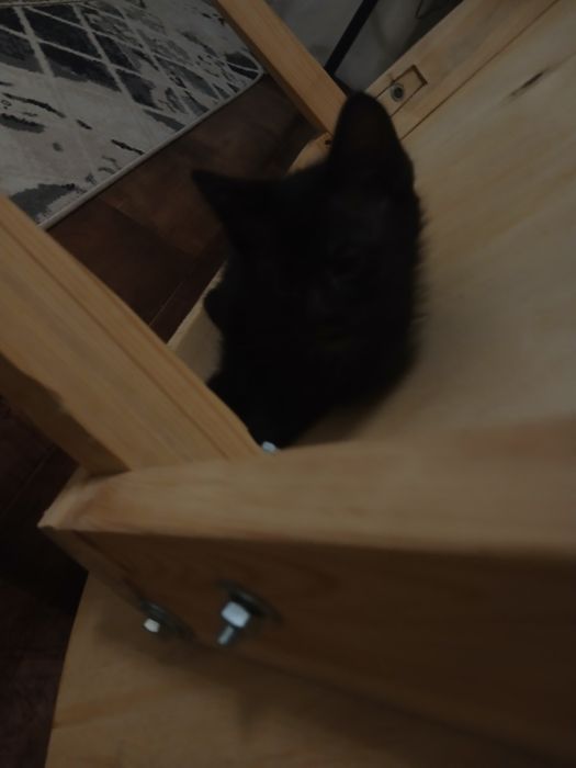 Одам котёнка в добрые руки