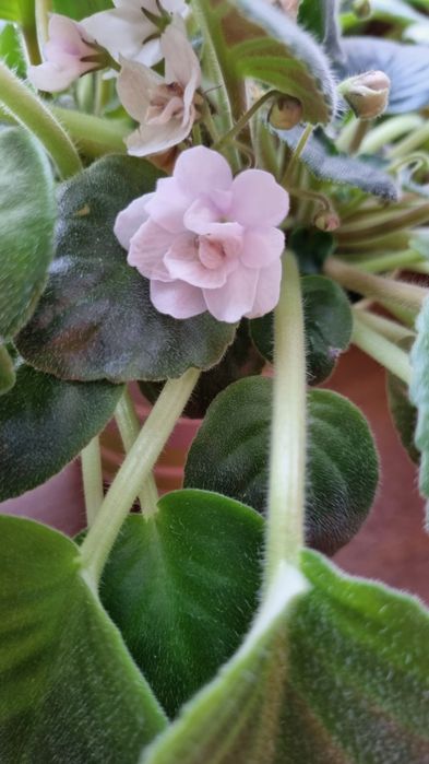 Продаются фиалки разных сортов