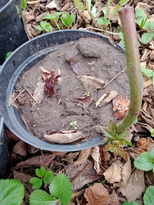 Продам саженцы ежевики