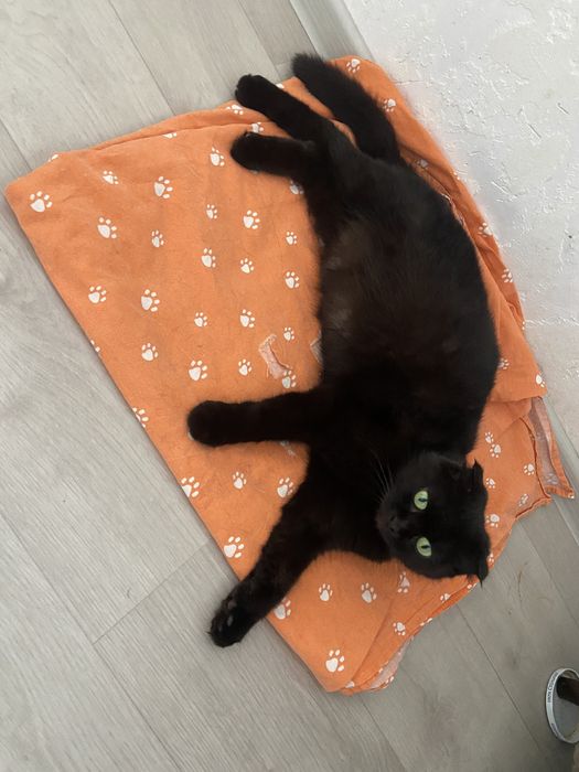 Отдам кошку вислоухая