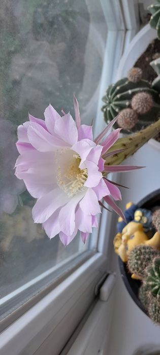 Продам кактусы цветут