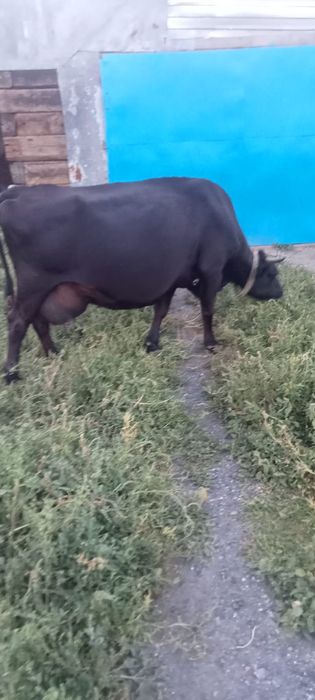 Продам корову молочную