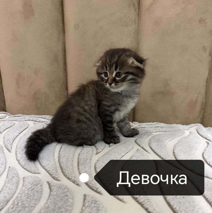 Шотландская девочка