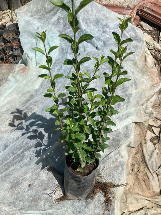 Лигуструм овалифолиум