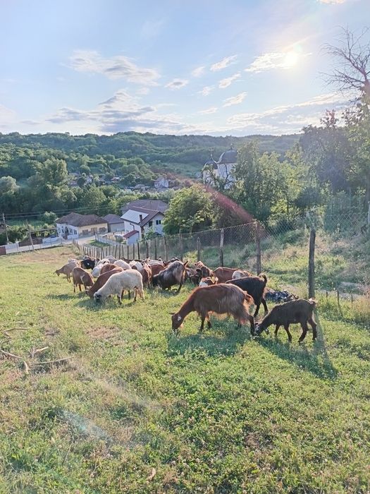 Vand Capre pret negociabil