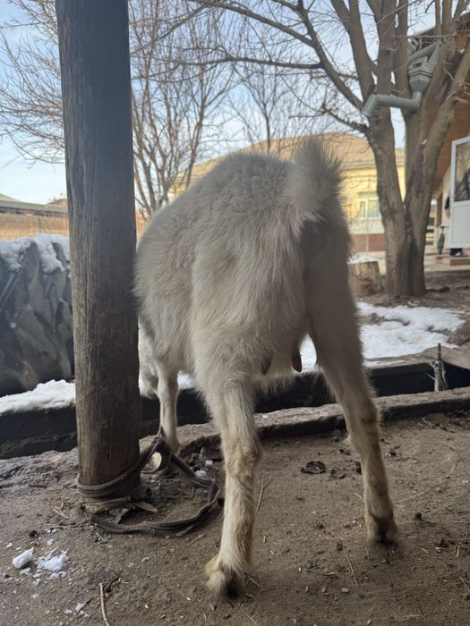 Ешкы 2,5литр сут берген