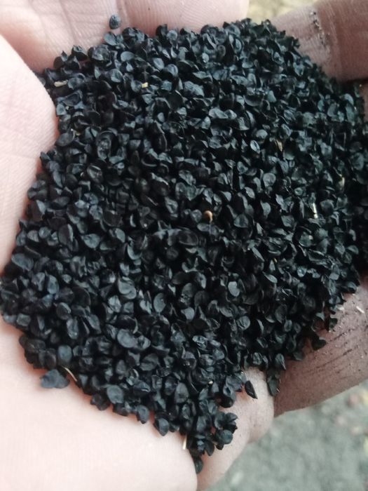 Пиёз уруглар  сотилади